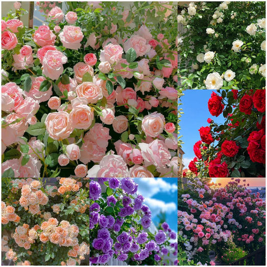 Elegant Climbing Rose Flower Seeds (20,000+ Happy Customers 🌟🌟🌟🌟🌟)