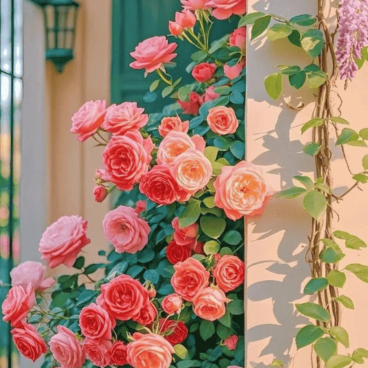 Elegant Climbing Rose Flower Seeds (20,000+ Happy Customers 🌟🌟🌟🌟🌟)