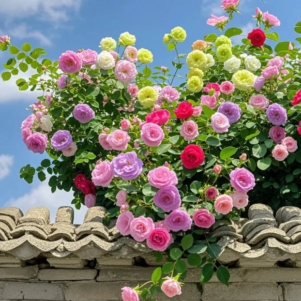 Elegant Climbing Rose Flower Seeds (20,000+ Happy Customers 🌟🌟🌟🌟🌟)