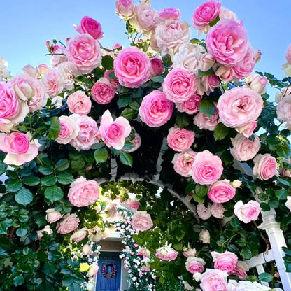 Elegant Climbing Rose Flower Seeds (20,000+ Happy Customers 🌟🌟🌟🌟🌟)