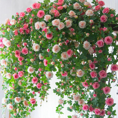 Elegant Climbing Rose Flower Seeds (20,000+ Happy Customers 🌟🌟🌟🌟🌟)
